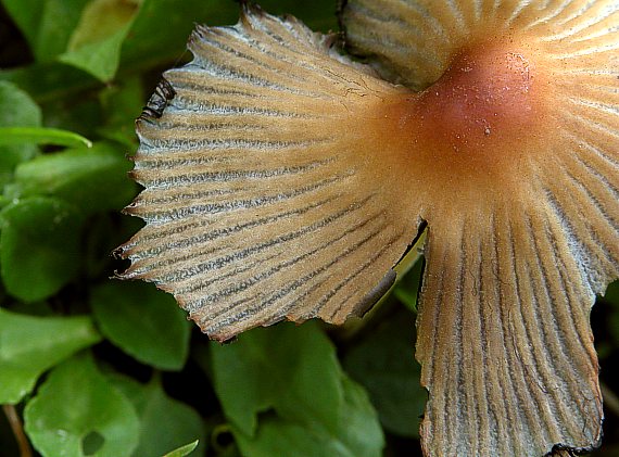 hnojník Coprinus sp.