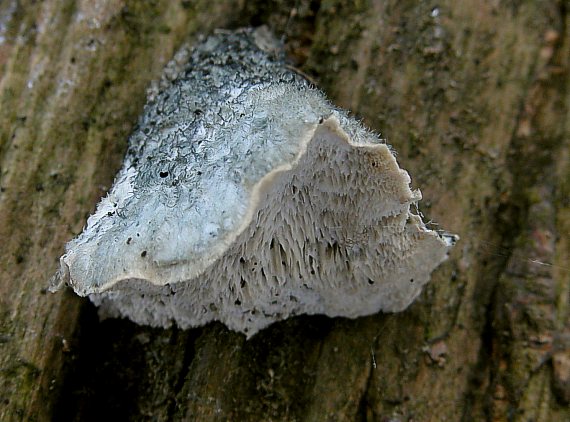 šťavnatec modrastý Cyanosporus caesius (Schrad.) McGinty