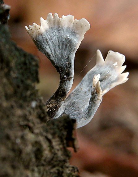 drevnatec parohatý Xylaria hypoxylon (L.) Grev.