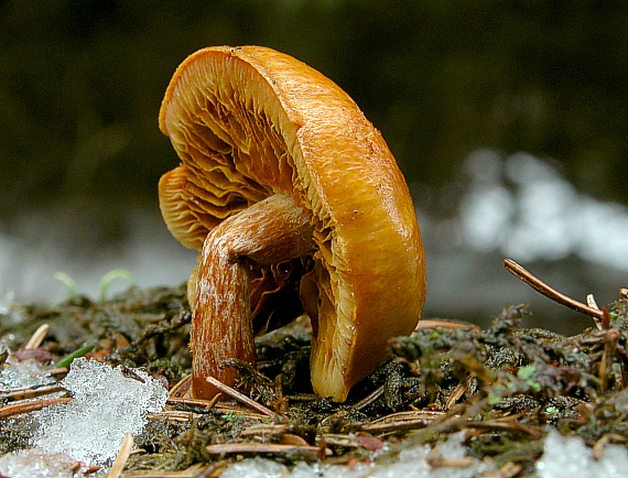 šupinovec Gymnopilus sp.