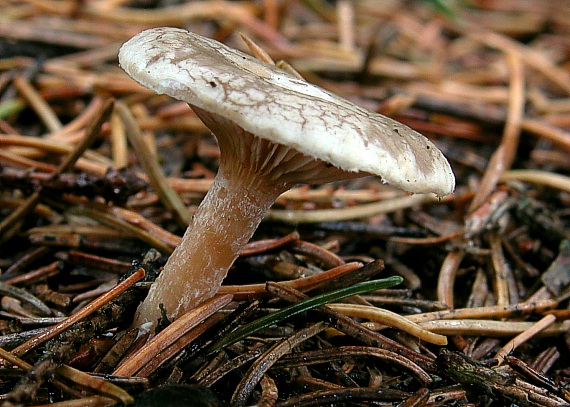 čechrulka čírovkovitá Ripartites tricholoma (Alb. & Schwein.) P. Karst.