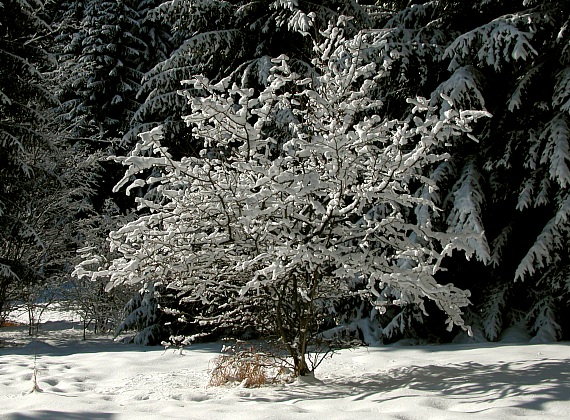 zasnežený