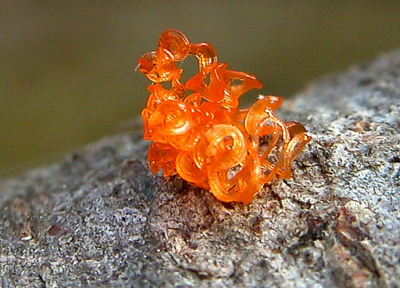 libertella Libertella sp. Desm.