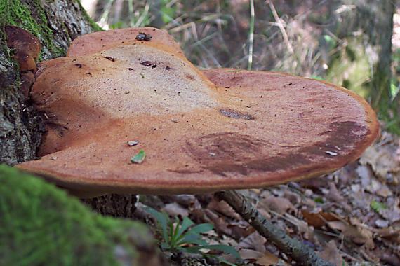 pečeňovec dubový Fistulina hepatica (Schaeff.) With.