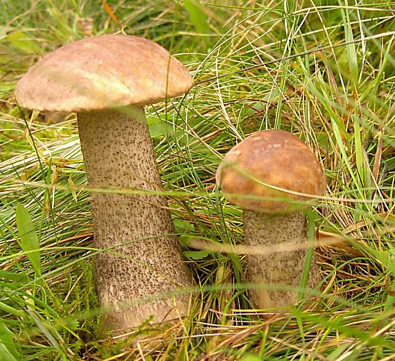 kozák brezový Leccinum scabrum (Bull.) Gray