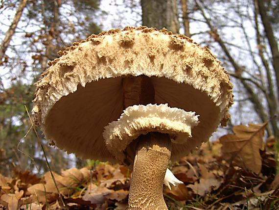 bedľa vysoká Macrolepiota procera (Scop.) Singer