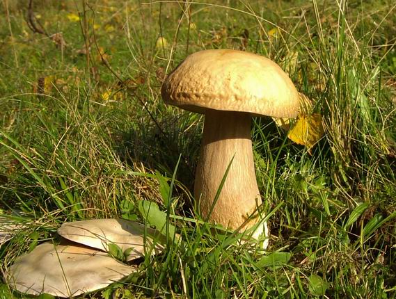 hríb smrekový Boletus edulis Bull.