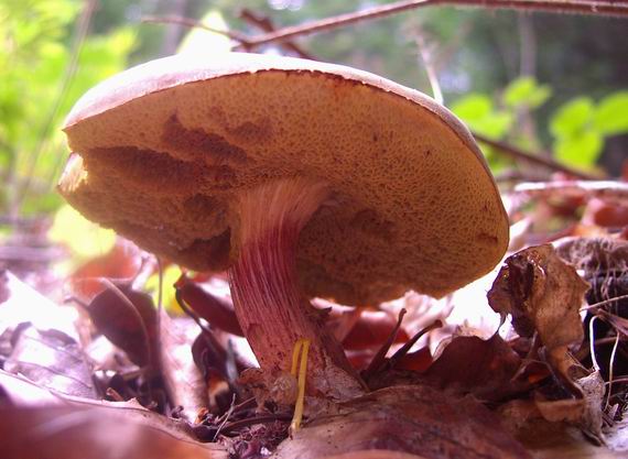 suchohríb zamatový Xerocomellus pruinatus (Fr.) Šutara