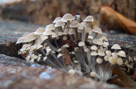 prilbička Mycena sp.