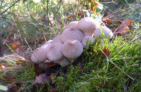 prášnica bradavičnatá Lycoperdon perlatum Pers.