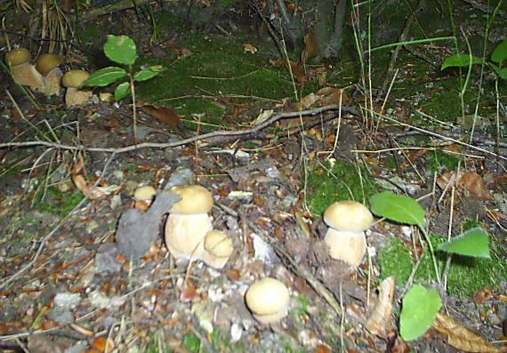 hríb dubový Boletus reticulatus Schaeff.