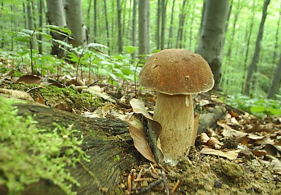 hríb dubový Boletus reticulatus Schaeff.