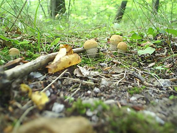 kozák dubový Leccinum aurantiacum (Bull.) Gray