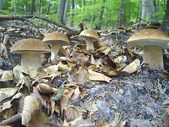 hríb dubový Boletus reticulatus Schaeff.