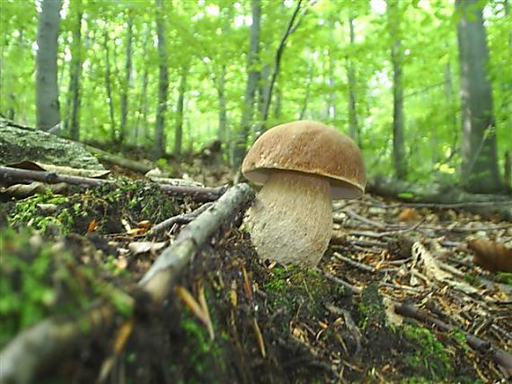 hríb dubový Boletus reticulatus Schaeff.