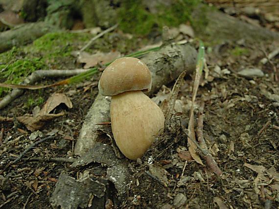 hríb dubový Boletus reticulatus Schaeff.