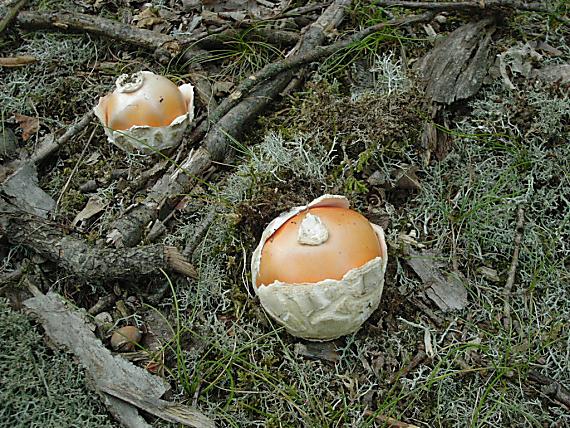 muchotrávka Amanita sp.