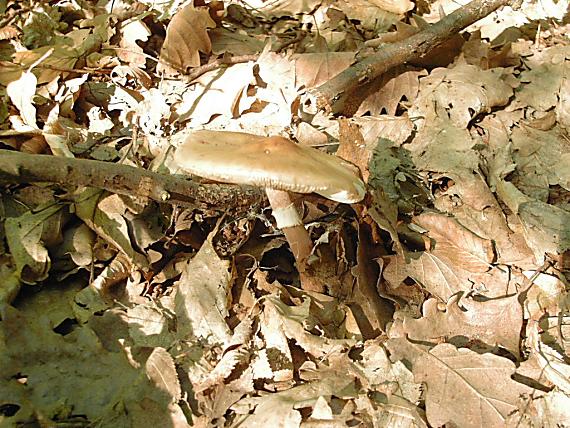 muchotrávka červenkastá Amanita rubescens Pers.