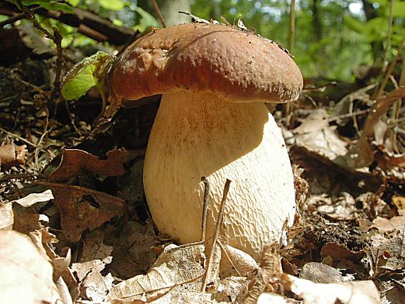 hríb dubový Boletus reticulatus Schaeff.