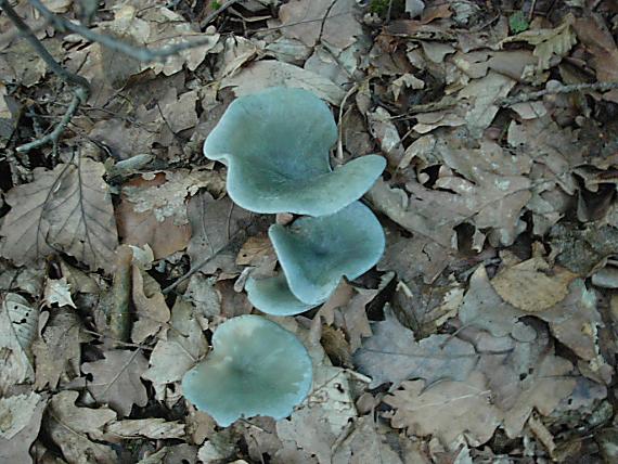 strmuľka anízová Clitocybe odora (Bull.) P. Kumm.