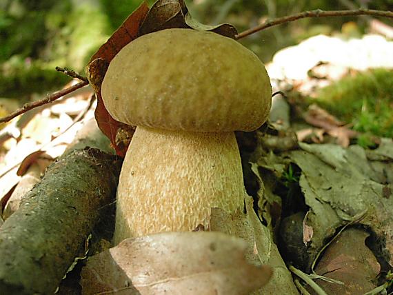 hríb dubový Boletus reticulatus Schaeff.