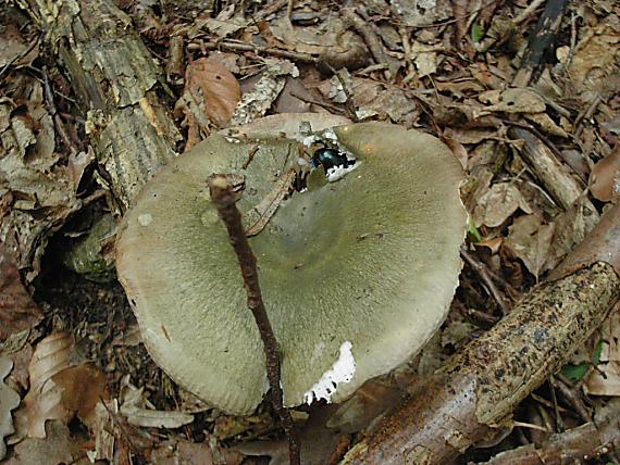 plávka zelenkastá s nájomníkom Russula virescens (Schaeff.) Fr.