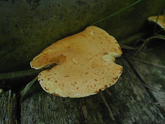 šupinovka Pholiota sp.