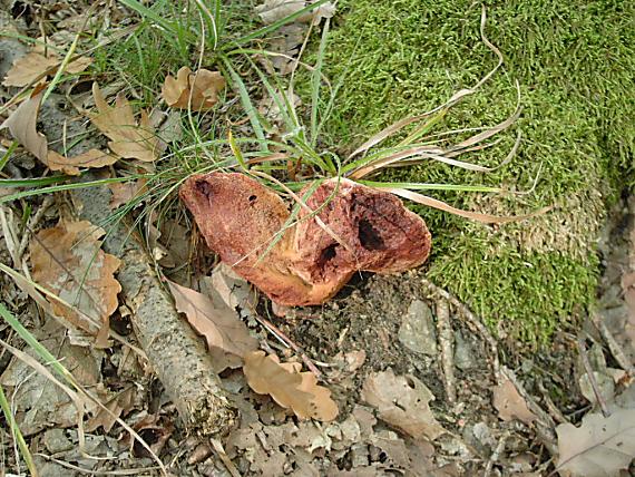 pečeňovec dubový Fistulina hepatica (Schaeff.) With.