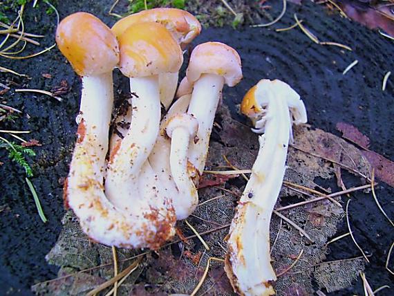 strapcovka Hypholoma sp.