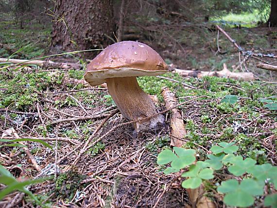 hríb smrekový Boletus edulis Bull.