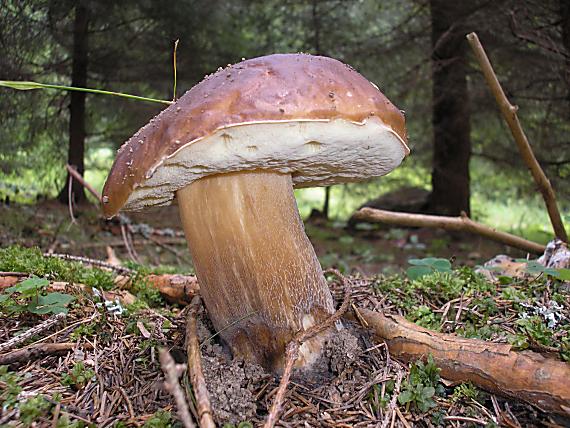 hríb smrekový Boletus edulis Bull.