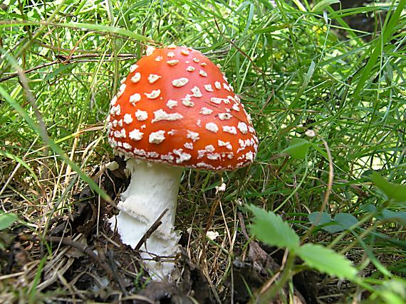 muchotrávka červená Amanita muscaria (L.) Lam.