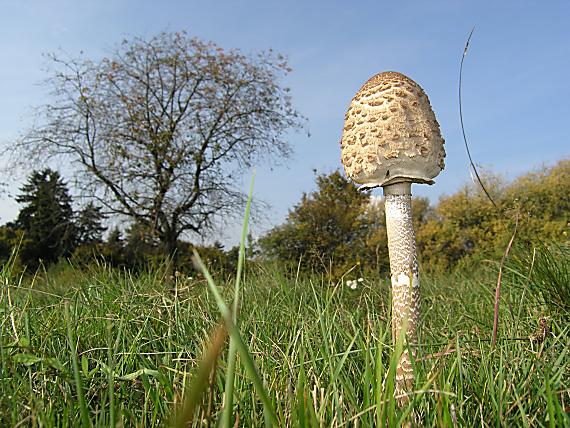 bedľa vysoká Macrolepiota procera (Scop.) Singer