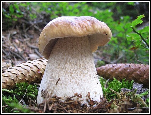 hríb smrekový Boletus edulis Bull.