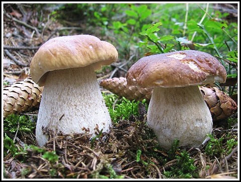 hríb smrekový Boletus edulis Bull.