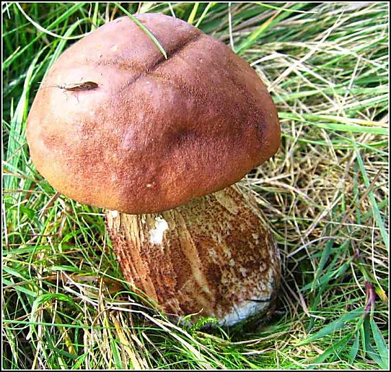 kozák dubový Leccinum aurantiacum (Bull.) Gray