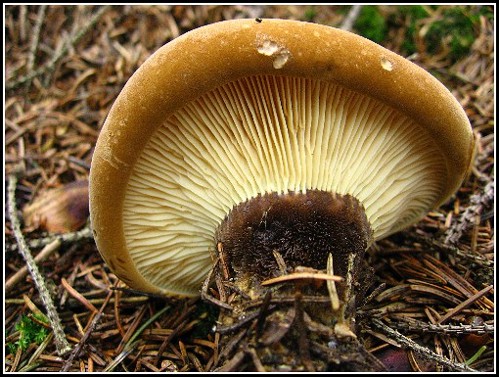 čechratka černohuňatá Tapinella atrotomentosa (Batsch) Šutara