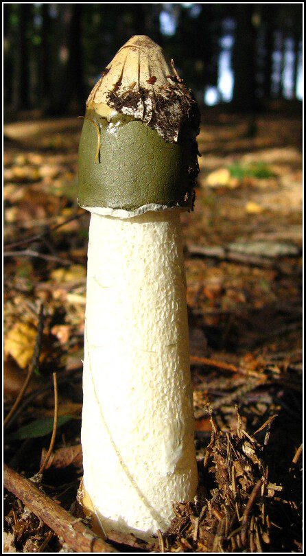 hadovka smradľavá Phallus impudicus L.