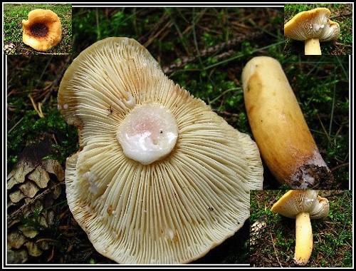 ryzec syrovinka Lactifluus volemus (Fr.) Kuntze