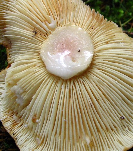 ryzec syrovinka Lactifluus volemus (Fr.) Kuntze