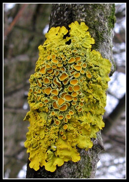 terčovník zední Xanthoria parietina var. parietina