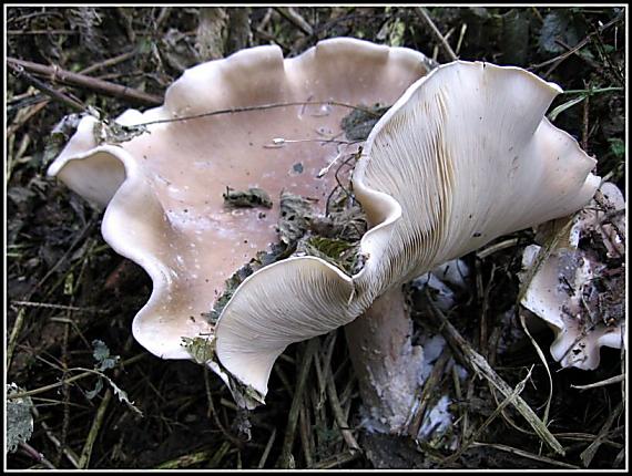 strmělka mlženka Clitocybe nebularis (Batsch) P. Kumm.