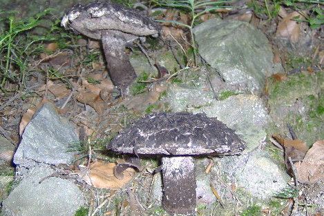 šiškovec šupinatý Strobilomyces strobilaceus (Scop.) Berk.