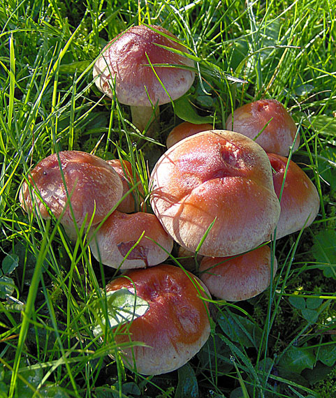 strapcovka tehlovočervená Hypholoma lateritium (Schaeff.) P. Kumm.