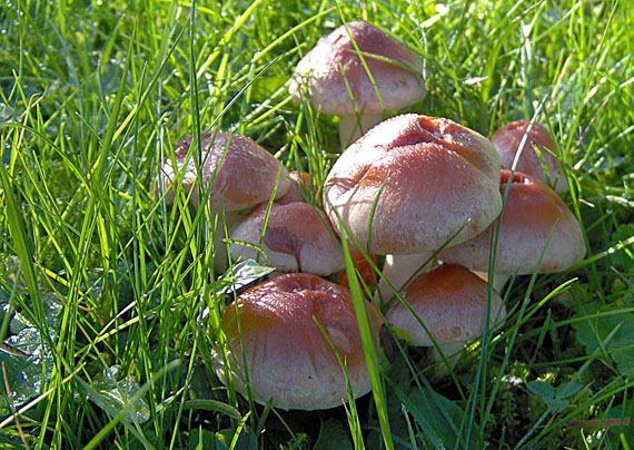 strapcovka tehlovočervená Hypholoma lateritium (Schaeff.) P. Kumm.