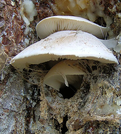 hliva dubová Pleurotus dryinus (Pers.) P. Kumm.