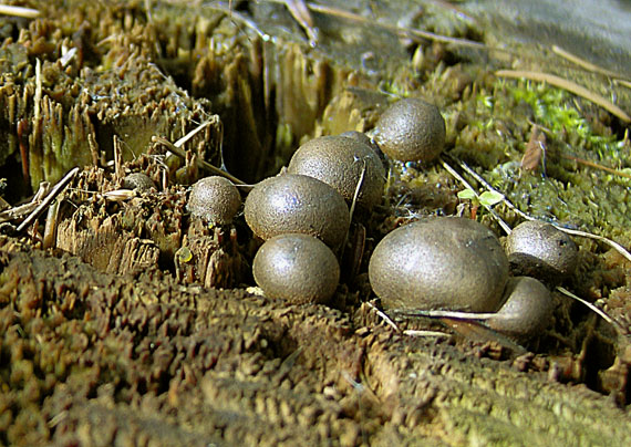 vlčinka červená Lycogala epidendrum (J.C. Buxb. ex L.) Fr.