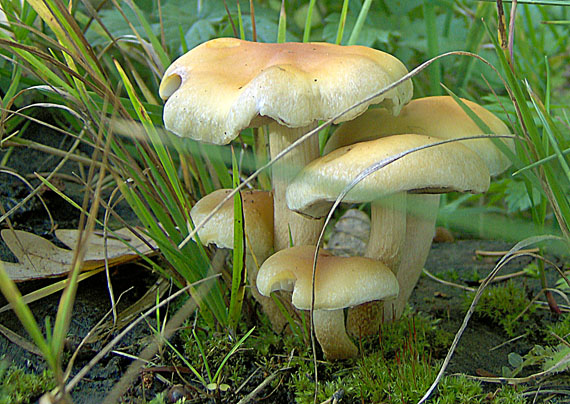 strapcovka Hypholoma sp.