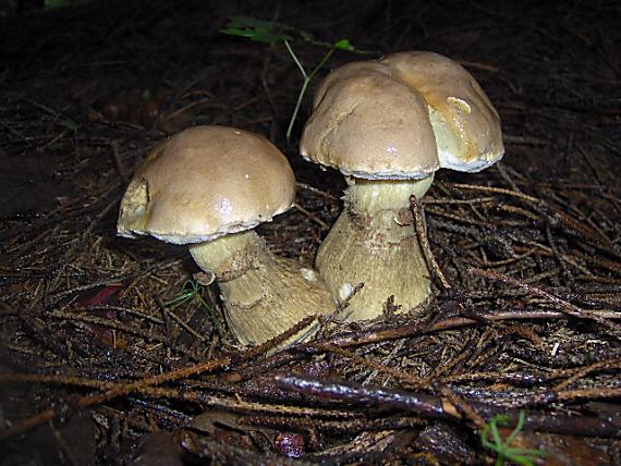 podhríb žlčový Tylopilus felleus (Bull.) P. Karst.