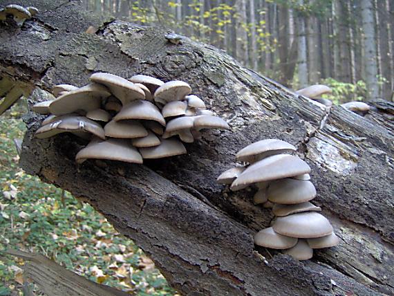 hlíva ústřičná Pleurotus ostreatus (Jacq.) P. Kumm.